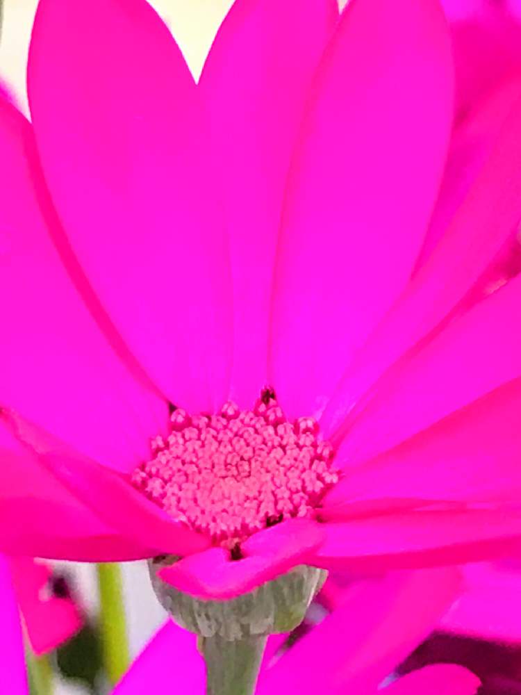 お出かけ先の画像 by ゴンゴンさん | お出かけ先とサイネリアセネッティとサイネリアと桂花(富貴菊)と富貴桜とシネラリアと里山大好き協会とGS映えと山野草大好き協会と森のがっこう掲示版としべ好きと令和の冬見っけた❗️とキュン死祭りと森のがっこうと花のある暮らしとGSアダルトチームとGSウォーキング・ジョギング推奨部