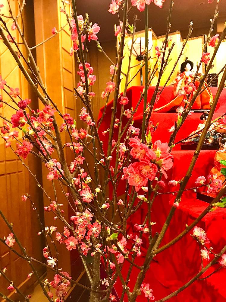 お出かけ先の画像 by TIさん | お出かけ先と桃の花と帝国ホテルのロビー装花
