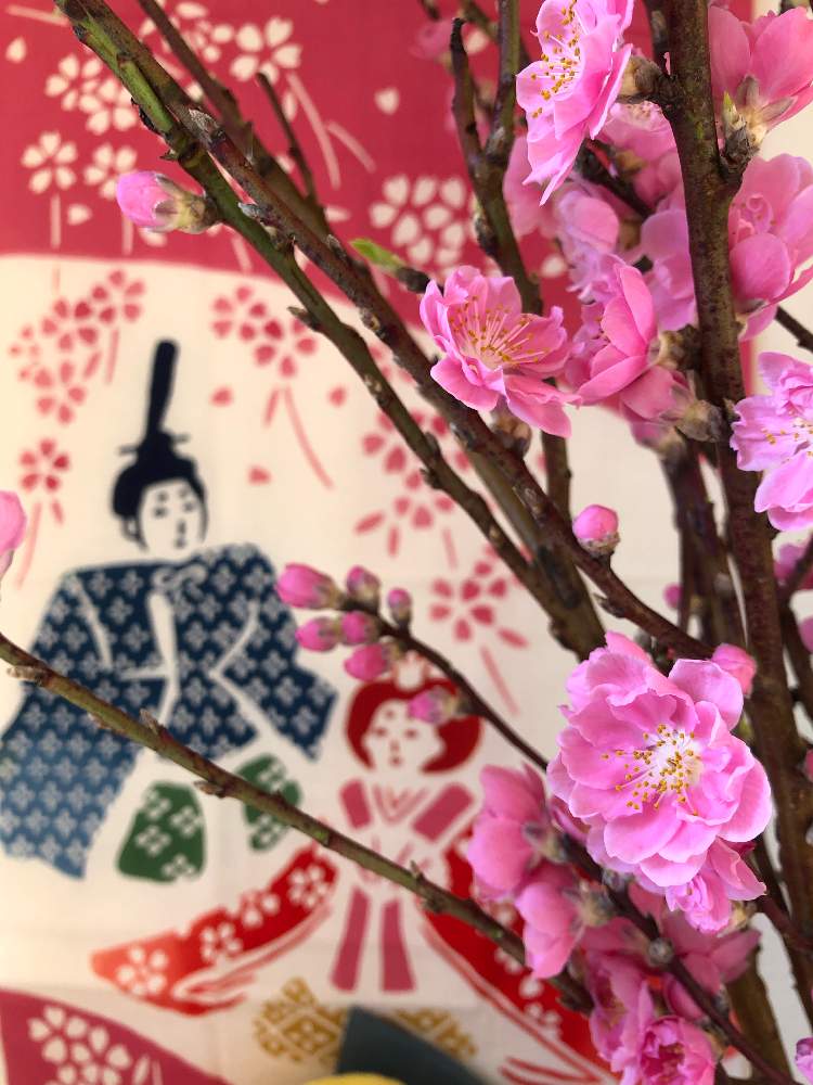 玄関の画像 by 有限会社スリーフラワーさん | 玄関と花桃と本庄市とひな祭りと前橋市と埼玉ンズ倶楽部と自宅にてと園芸店とGSのみなさんに感謝♡と今日の一枚と森のおひな祭りと桃の花☆と今日の花と埼玉県と花のある暮らしとかわいいとフラワーギフトと群馬県とスリーフラワー