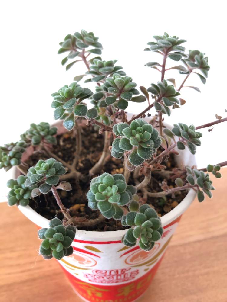 の画像 by Nさん | ひやみかち首里城!とバラと夢CLUBとたに倶楽部と北海道とGS植物うちなーぐち会とトルツオサム✨