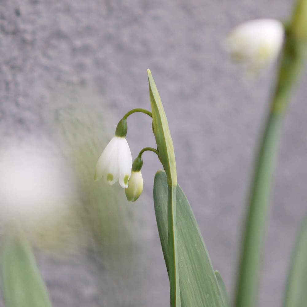小さな庭の画像 by 由美子さん | 小さな庭とスノーフレークとみどりのある暮らしと白い植物フォトコン2020とつぼみ好きとゆみさんちの庭あそびとLUMIX DMC - GF3とパナライカ25mmとミラーレス一眼と花のある暮らしと由美子・水仙♡