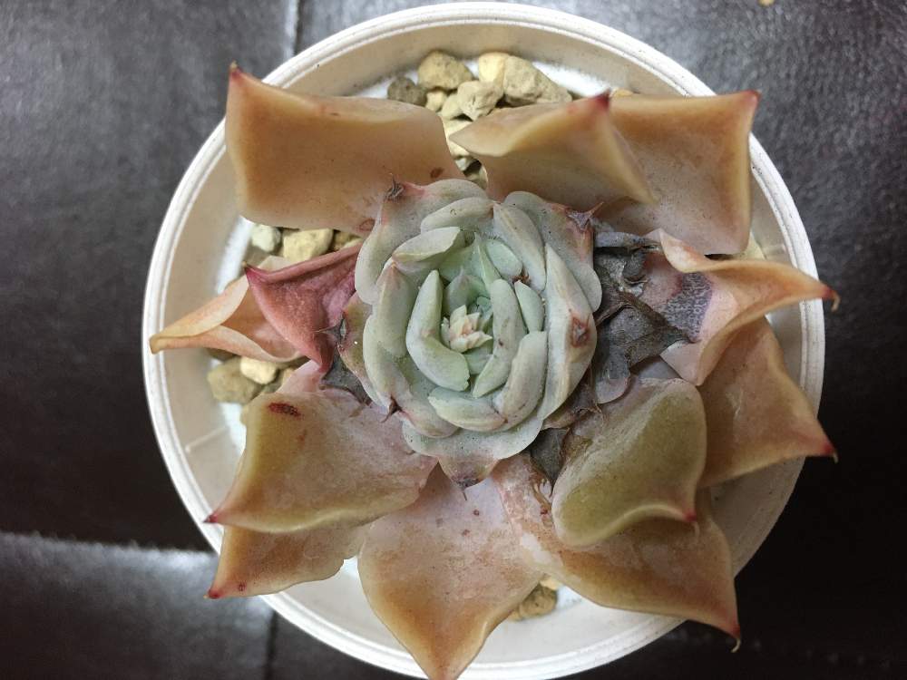 の画像 by misaさん | 葉焼けと多肉ラボ©と多肉ラボ©お題とたにおたくらぶと葉焼けから復活と葉焼け_misa