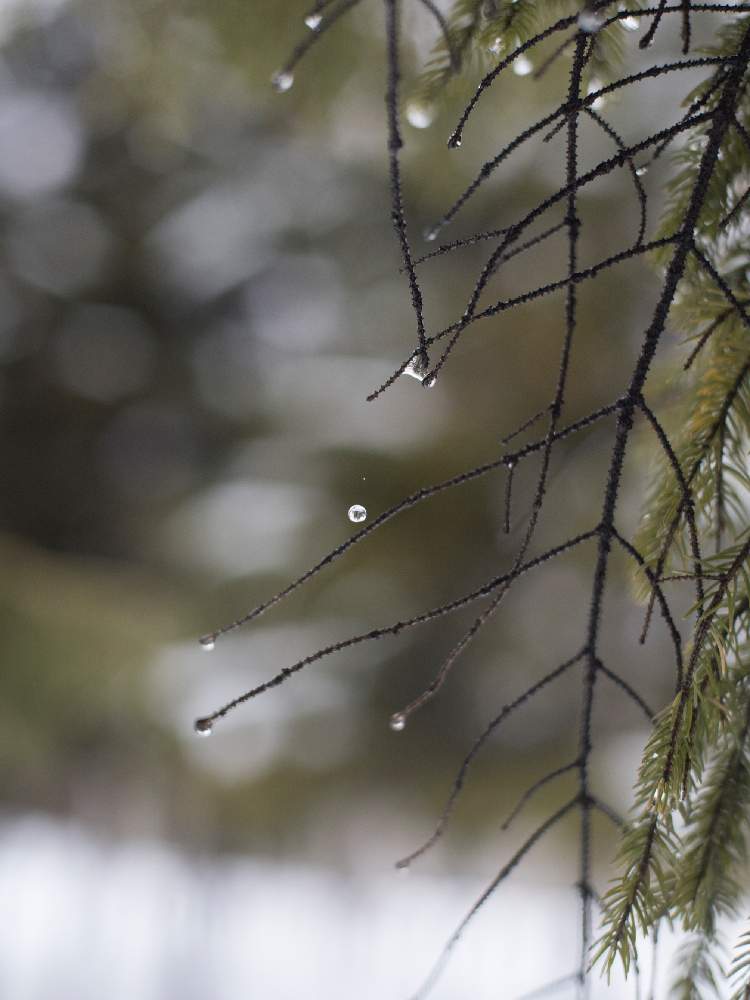 お出かけ先の画像 by satoさん | お出かけ先とnikond610と伏古公園と北海道と札幌と ゆき