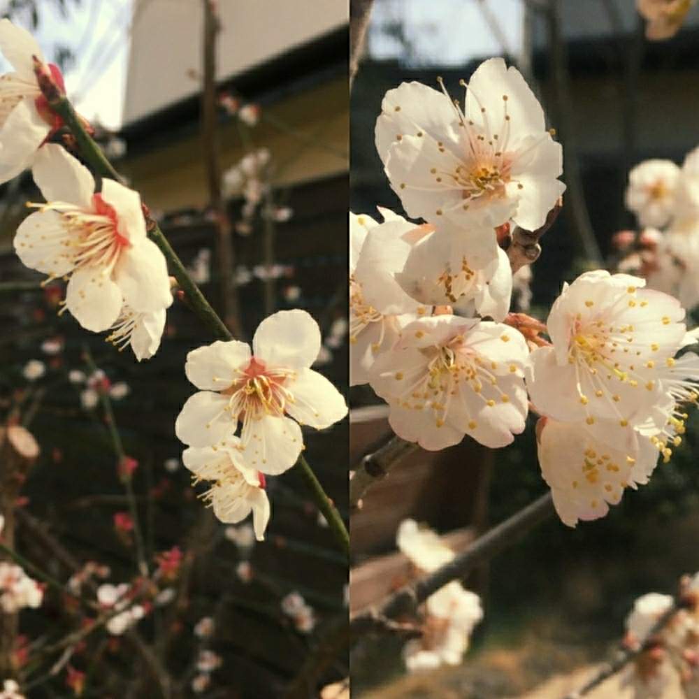の画像 by あきちゃんさん | さくらんぼのお花と梅(うめ)