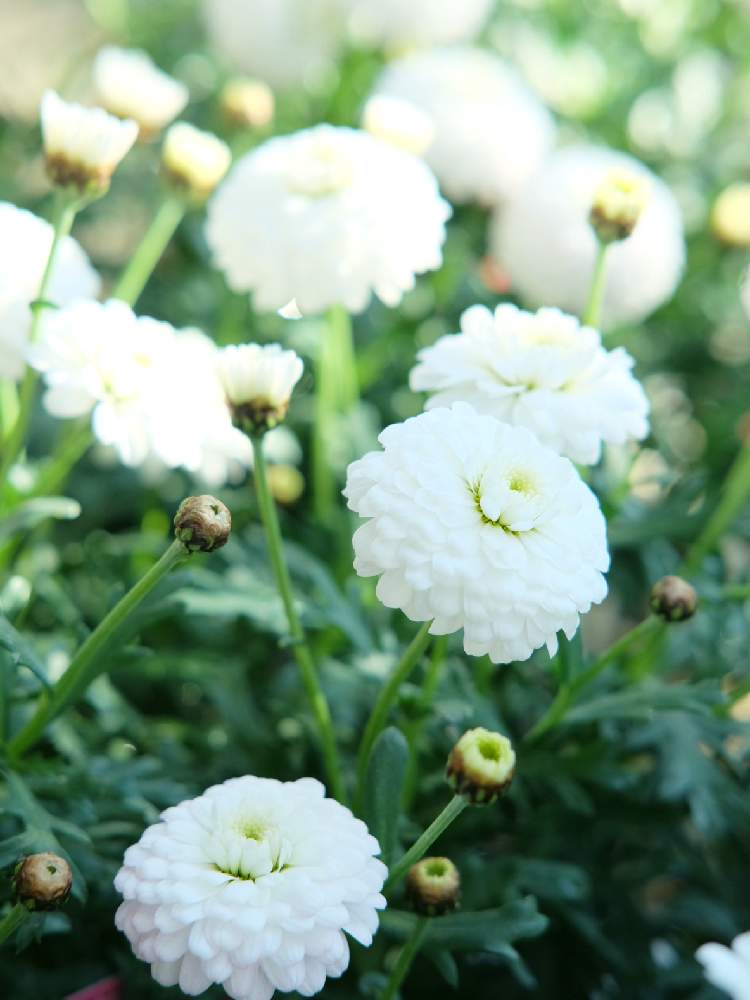 の画像 by Green Terraceさん | マーガレット「マルコロッシ」とセール情報と季節の花とオススメとお知らせと花のある暮らしとお花屋さん