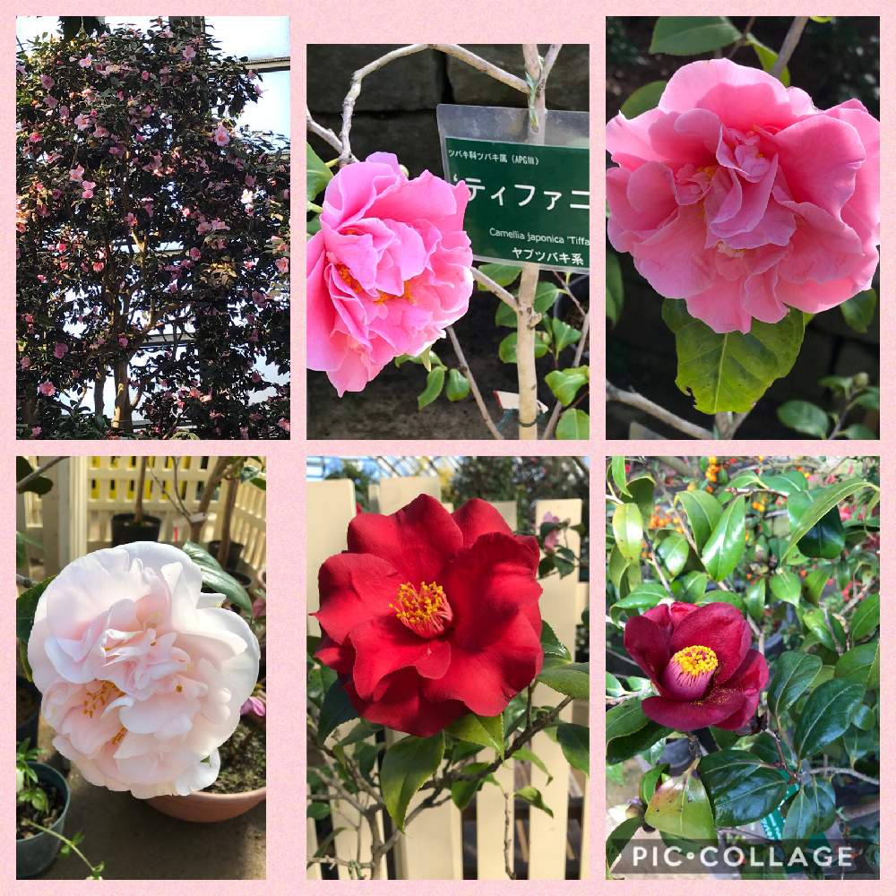 お出かけ先の画像 by さっちさん | お出かけ先と花のある暮らしと椿の花。