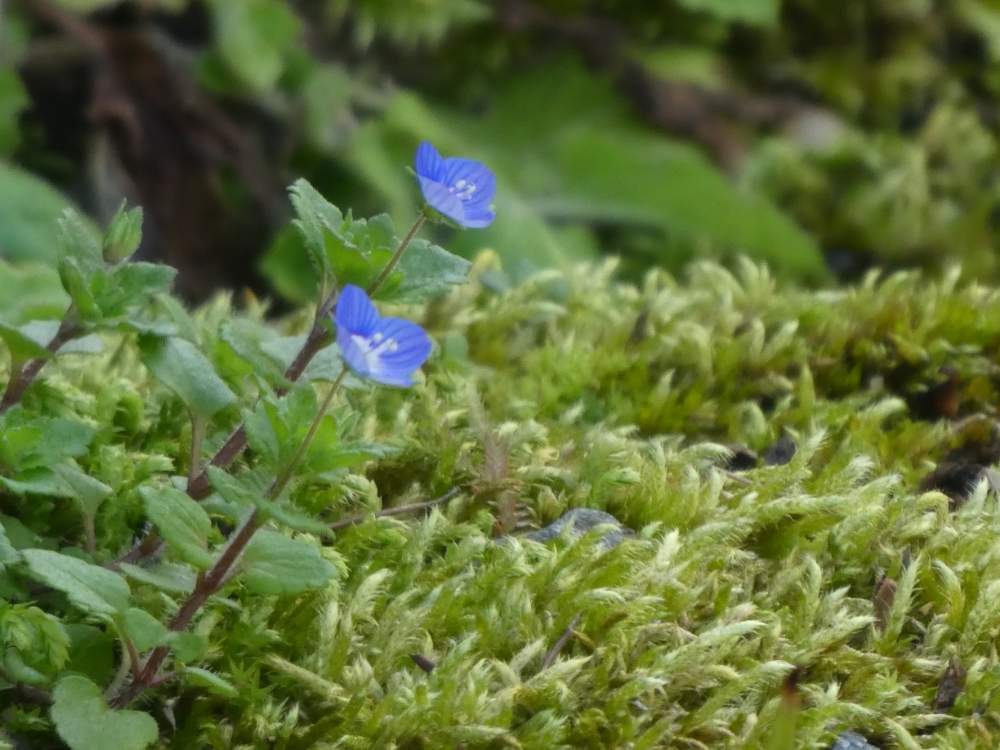お出かけ先の画像 by いつもの草さん | お出かけ先と草の草と自然と春見っけた❗️と癒しとチッチャイ星人同盟とGS映えとGS日和と令和の冬見っけた❗️と森のがっこうと雑草と輝け❗️令和の夏❗️みんなおいで❗️