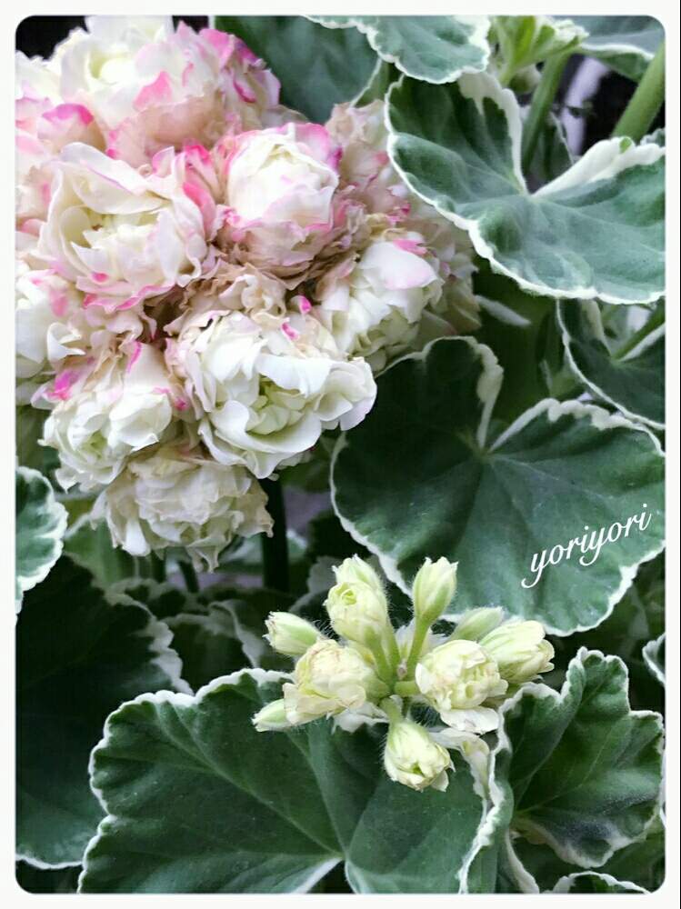 小さな庭の画像 by yoriyoriさん | 小さな庭と斑入りゼラニウム ‘ アップルブロッサム・ホワイトリング ’とボチボチ頑張ろと今日もありがとうと今週もヨロシク♥️と感謝の気持ち♬とHTC No.51と今日も笑顔でとひやみかち首里城!と花のある暮らしと花の16年組♡と良い週末を♪とおはようございます❣️とチーム福岡とかわいい❤