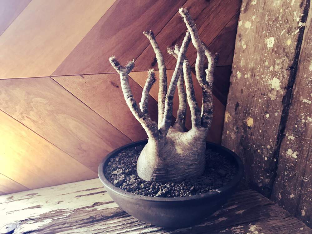 の画像 by CLUTCH FURNITUREさん | グラキリスとパキポディウム・グラキリスと多肉植物と黒プラ鉢とパキポディウム属と植物のある暮らしと黒プラ鉢ある生活と多肉植物のある暮らしとコーデックスとガーデンツールと#パキポディウム•グラキリスと多肉女子と塊根植物
