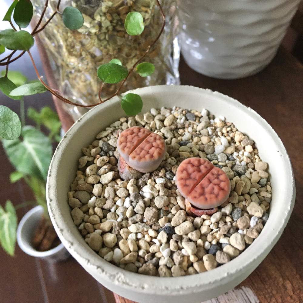 インテリアの画像 by 盆 楓子さん | インテリアとリトープス トップレッドと多肉植物と変な植物と多肉大好きとおひとりさま多肉と変わった多肉と頭の中は多肉だけと多肉植物のある暮らしと変わった形が好きとリトープスに取りつかれそうと植物女子ベランダーとたにくまにあ_aoと多肉ミラクルと多肉女子と多肉まみれと多肉植物に恋してると多肉 愛の劇場とリトさんとリトープス属