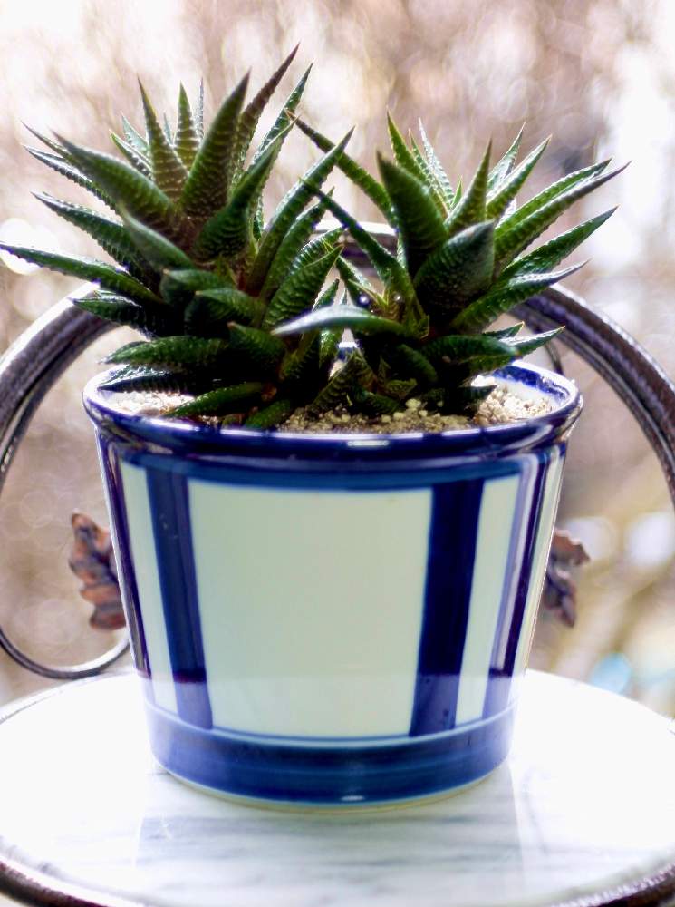 窓辺の画像 by ronさん | 窓辺とHaworthia resendeana ' Shisui 'とZeiss Tesser 50/2.5とiso800/-1.5EVと玉ボケ倶楽部とLeica TL2と1/125sec/1.0m