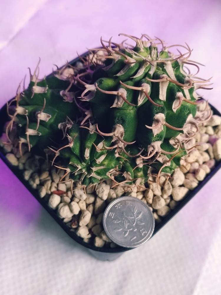 窓辺の画像 by ashさん | 窓辺と多肉植物と植物のある暮らしと国際多肉植物協会と国際多肉協会ビッグバザールとユーフォルビア属。と花のある暮らしとユーフォルビア