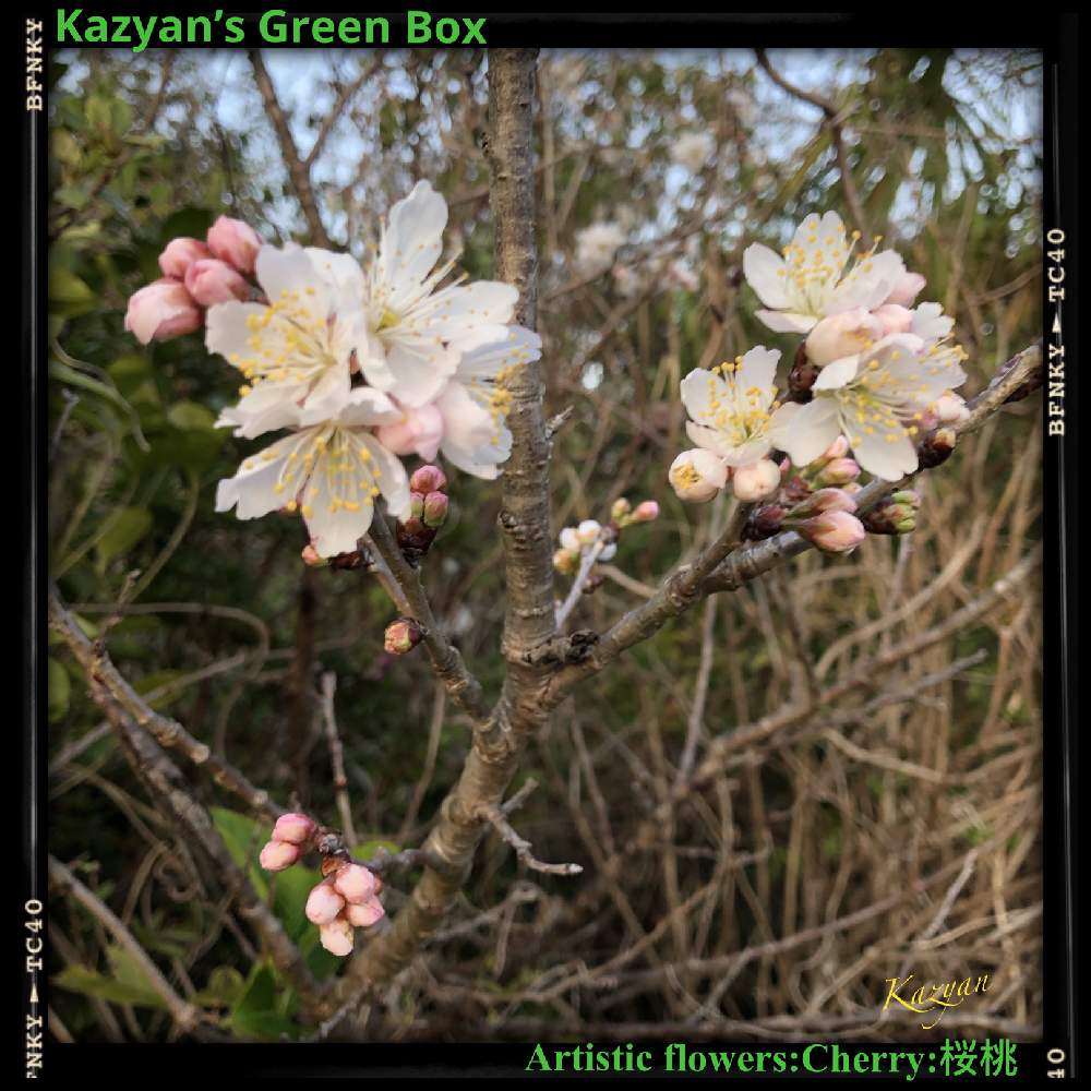 の画像 by Kazyanさん | 桜の花と桜の花シリーズ 和堂と万葉の藪庭シリーズ 和堂と万葉の藪庭シリーズ編