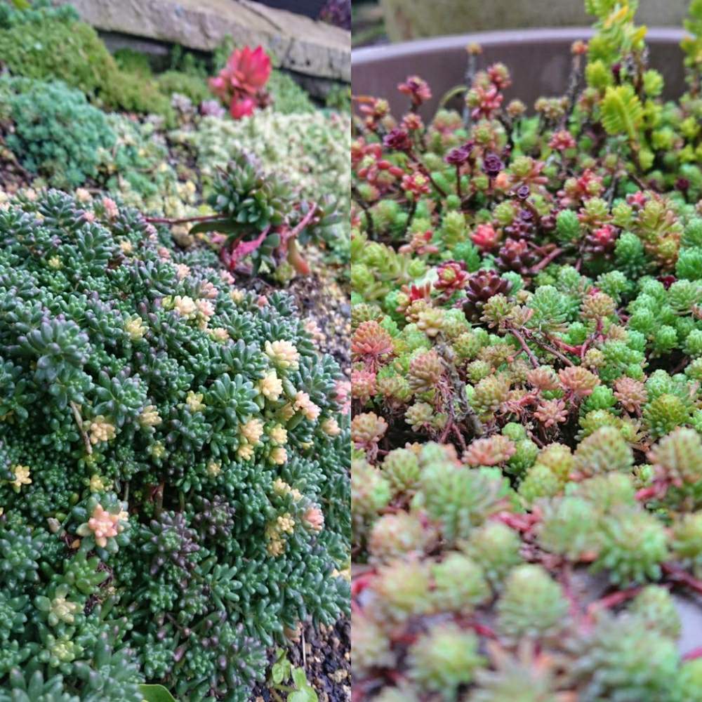 小さな庭の画像 by こりんさん | 小さな庭と多肉植物とGS2年生と多肉のある暮らしとポイポイ鉢とせいちょうきろくと多肉女子