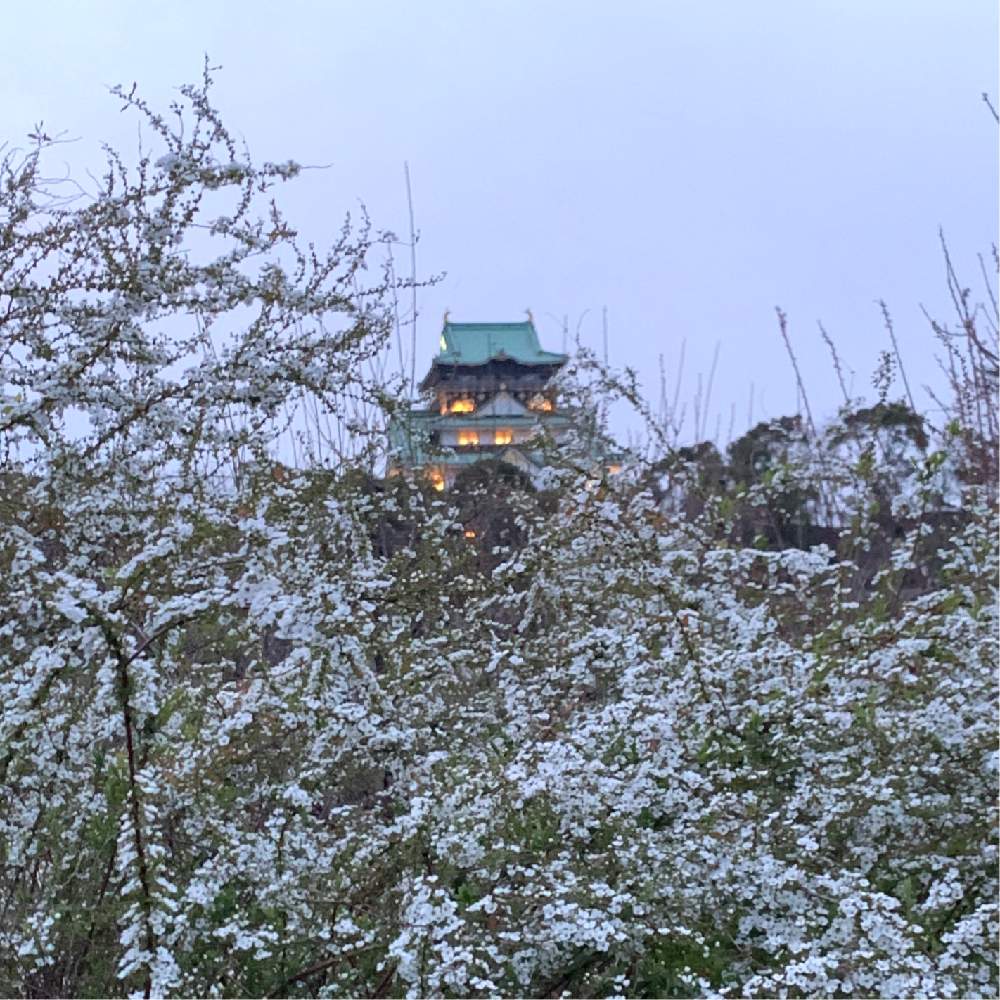 お出かけ先の画像 by Okavangoさん | お出かけ先と雪柳(ゆきやなぎ)と白い植物フォトコン2020と大阪城公園の四季と白・しろ・ホワイトと毎度!おおさかと大坂城ともしかして春と城郭・天守閣と春・OSAKAとGSお出かけネット