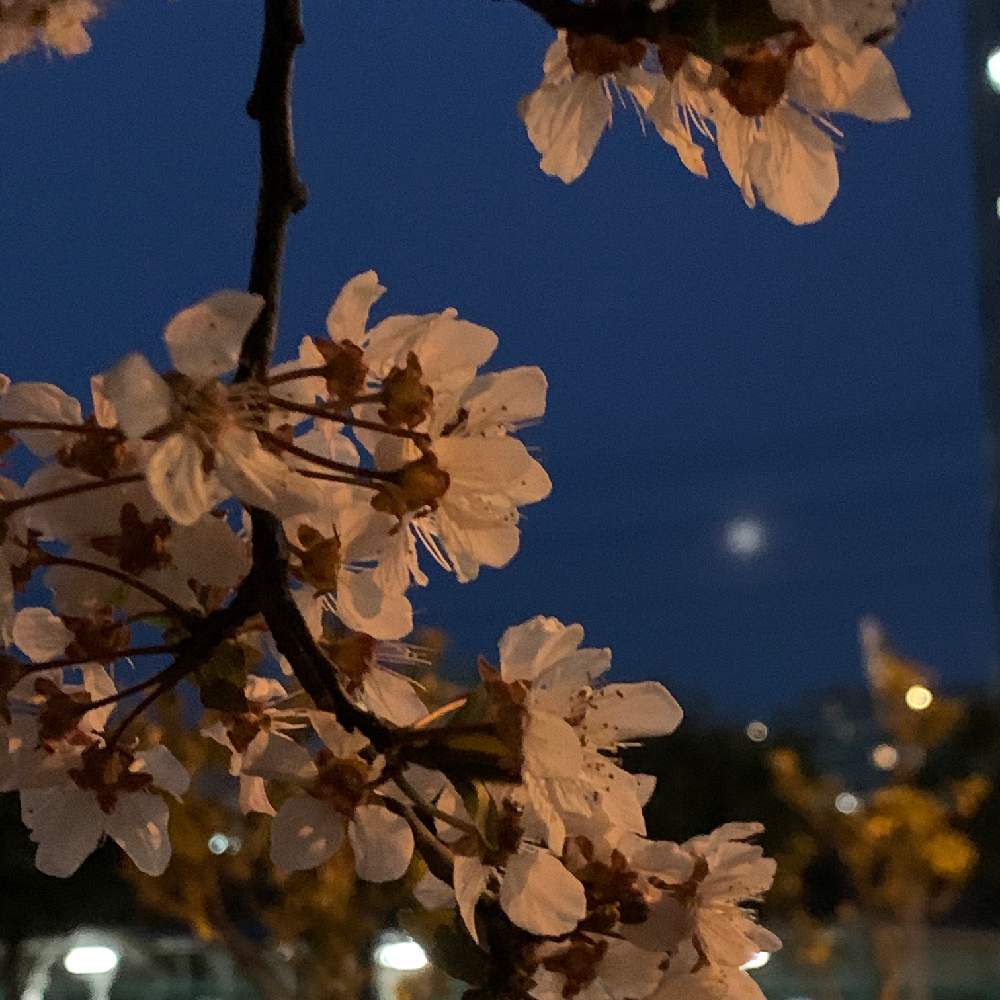 お出かけ先の画像 by Okavangoさん | お出かけ先と紅葉李(べにばすもも)と毎度!おおさかと桜・もも・ピンクと三春色ともしかして春と春・OSAKAとGSお出かけネット