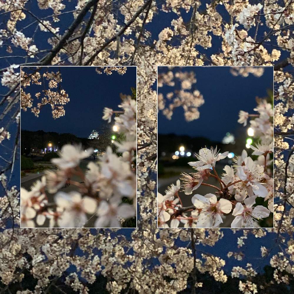 お出かけ先の画像 by Okavangoさん | お出かけ先と紅葉李(べにばすもも)と三春色と大阪城公園の四季と毎度!おおさかと大坂城ともしかして春と城郭・天守閣と桜・もも・ピンクとアーティスティックフォトコンと春・OSAKA