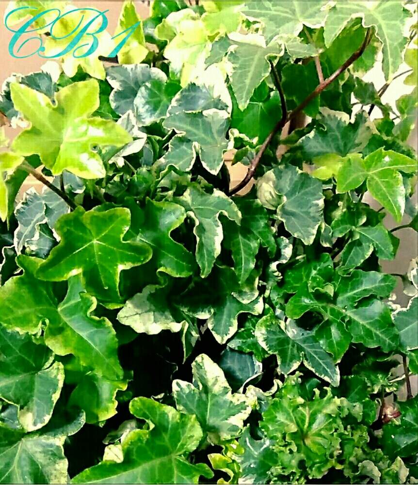 部屋の画像 by ⭐CB1⭐さん | 部屋とヘデラとHedera_Helixとヘデラ キューリーロックと兎に角ゴイス❗と植物と言えば・・・と⭐winter garden❤️と☆てるてるお天気〜☆とGS映えと屋敷住まいとその後・・・とbreakfast, lunch, teatime and supperと魔除け用とgreen & tea timeと新生活を彩る観葉植物フォトコン