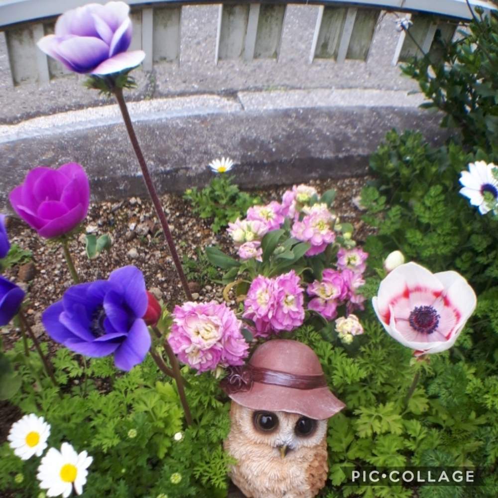 アプローチの画像 by Tomoさん | アプローチとロザリアン見習いとムラサキの花とピンク❤︎ピンクと憧れの薔薇と雑貨大好き❤と花のある暮らしとたくさんの花が咲く庭にしたい。といいね♥ありがとうございます✨とチーム福岡