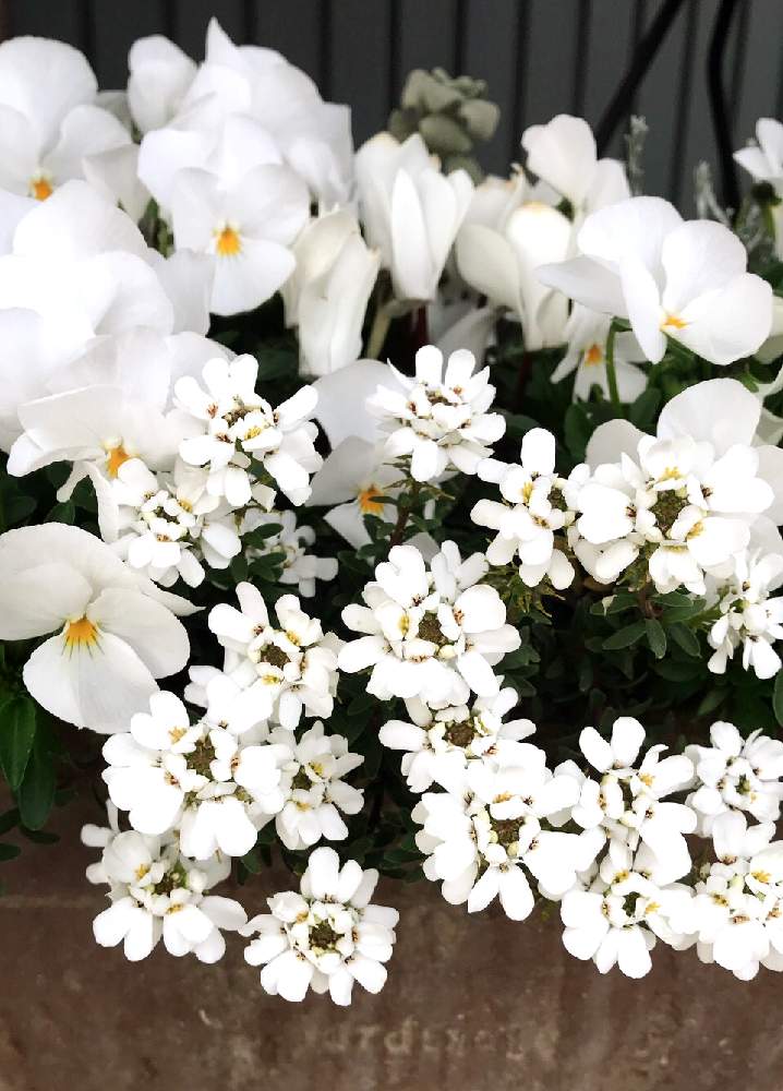 の画像 by ラ♡ミントさん | 白い植物フォトコン2020と今日はポカポカと真っ白なお花♪と爽やか✨と花に癒されると可愛い白い花と素敵な1日をと花のある暮らし