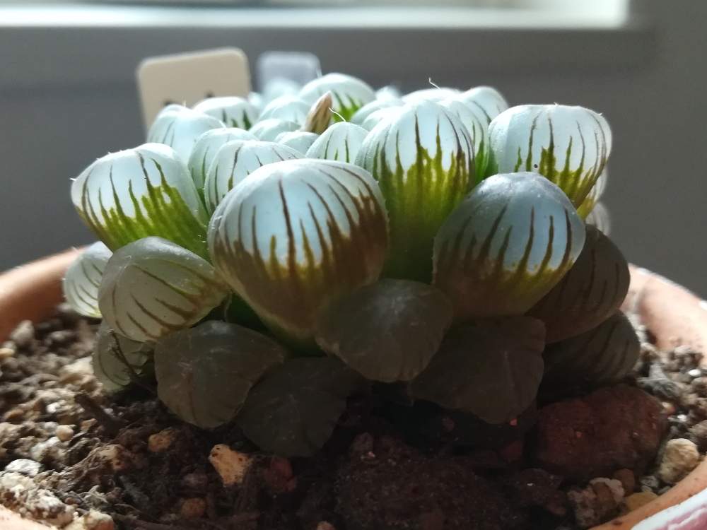 窓辺の画像 by coffeetime/breaktimeさん | 窓辺とオブツーサと多肉植物と多肉植物のある暮らしと多肉植物初心者