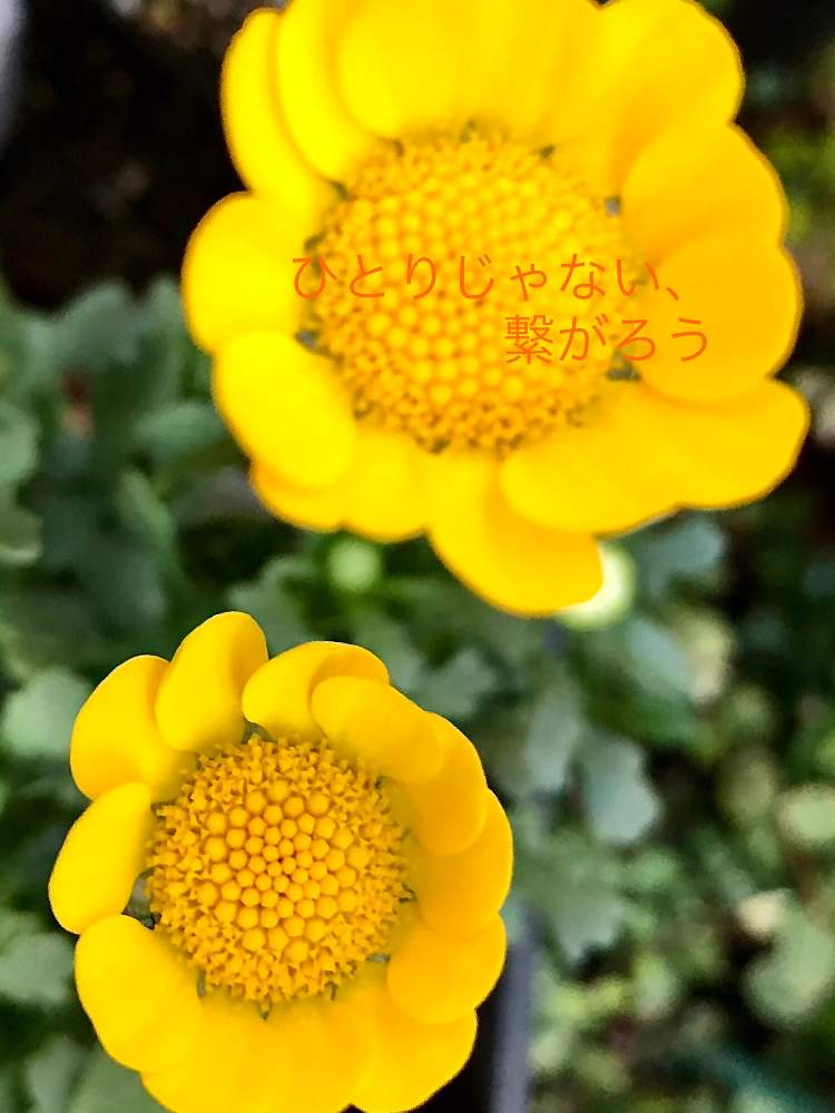 の画像 by のんのんさん | ムルチコーレとキュンキュン乙女倶楽部と幸せの黄色いお花と2020.3.11