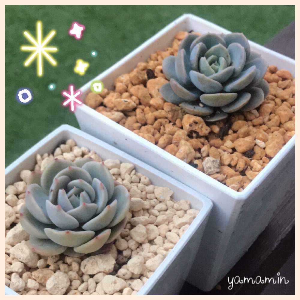 小さな庭の画像 by ⋆*❁yamamin❁⋆*さん | 小さな庭とルンヨニーとイードンスノーといつもありがとう♡と多肉女子?(おばさん)と2020.3.11と可愛い~( ´艸`)♡と平和を願う☆と癒し…♡と大切な多肉たちとわが家の多肉さんたち❢