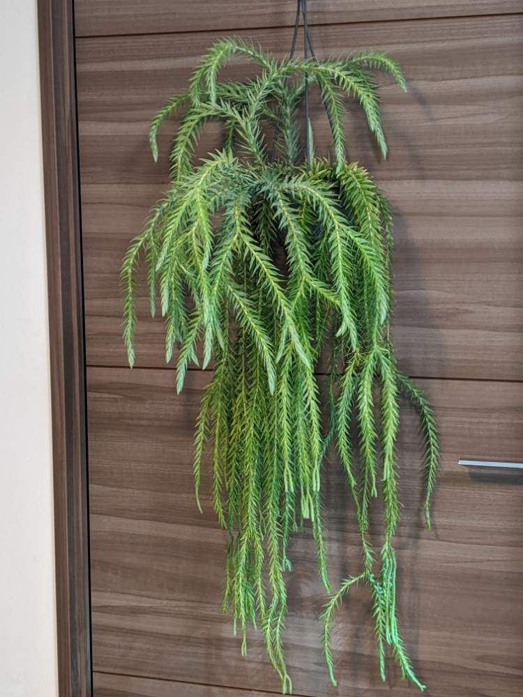 部屋の画像 by yk桜さん | 部屋とフペルジア ゴエベリーとYouは植と植物のある暮らしとボタニカルライフとplantfreakと《フペルジア》と植物大好きと普及シダを愛でる会と植中毒とシダはいいぞとシダのある暮らしとシダ植物とヒカゲノカズラ科と緑と暮らす
