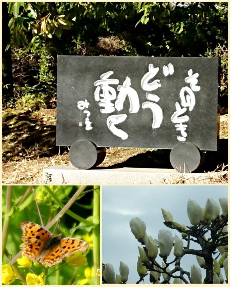 お出かけ先の画像 by いつもの草さん | お出かけ先と令和最初の植物と森のがっこうヒストリーと自然と春見っけた❗️と森の虫たちと癒しとチッチャイ星人同盟とGS映えとGS日和と令和の冬見っけた❗️と森のがっこうと花のある暮らしと輝け❗️令和の夏❗️みんなおいで❗️