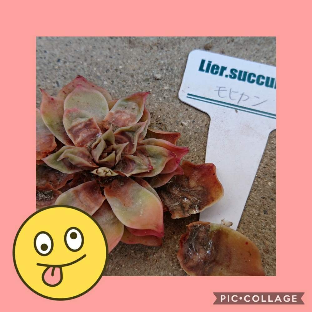 の画像 by りえさん | モヒカンとリエール苗とショックとLier.succulentとたにおたくらぶNo.59とモヒカン。とたにおたくらぶ