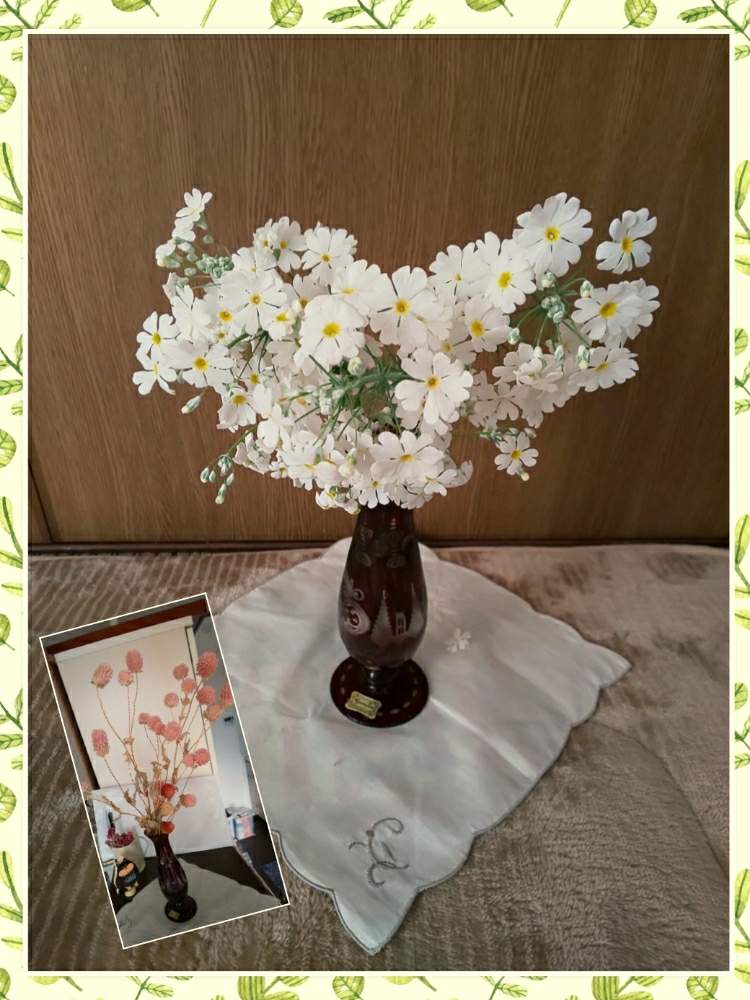 部屋の画像 by はねこさん | 部屋とサクラソウ白と沢山咲いた!と春の予感♥️と小花が集まったお花と花のある暮らしと可愛いらしいお花と種から育てた子と優しい気持ちになれるとしろいはな