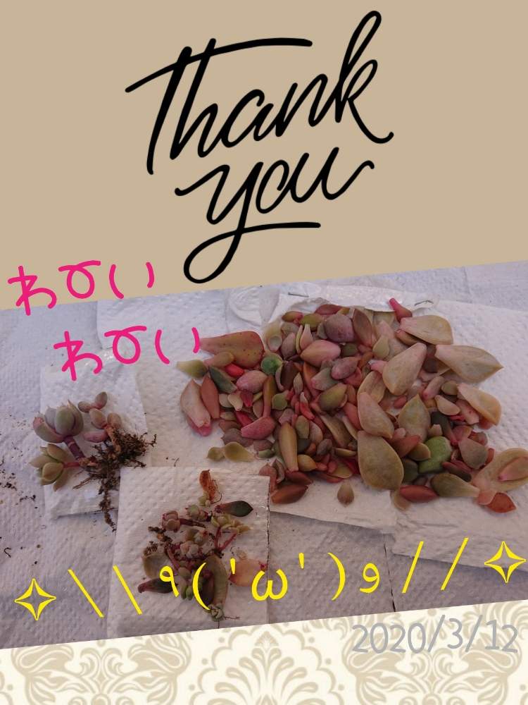 の画像 by りえさん | GS2年生と多肉のある暮らしとたにおたくらぶNo.59と多肉日和とたにおたくらぶと多肉事