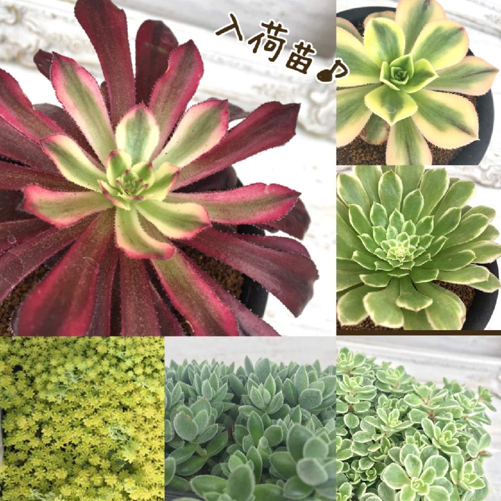畑の画像 by アトリエnanaさん | 畑と多肉植物とビニールハウスとハウス開放日