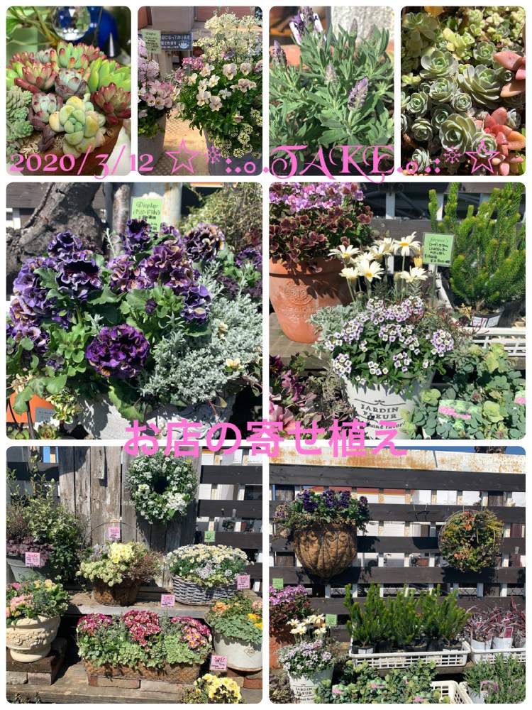 お出かけ先の画像 by ◦¨♪✴︎.TAKE .✴︎¨♪◦さん | お出かけ先と癒やしと大切な癒やしと寄せ植えと多肉植物寄せ植えと✿お花見✿と多肉女子とタニラーと花のある暮らし