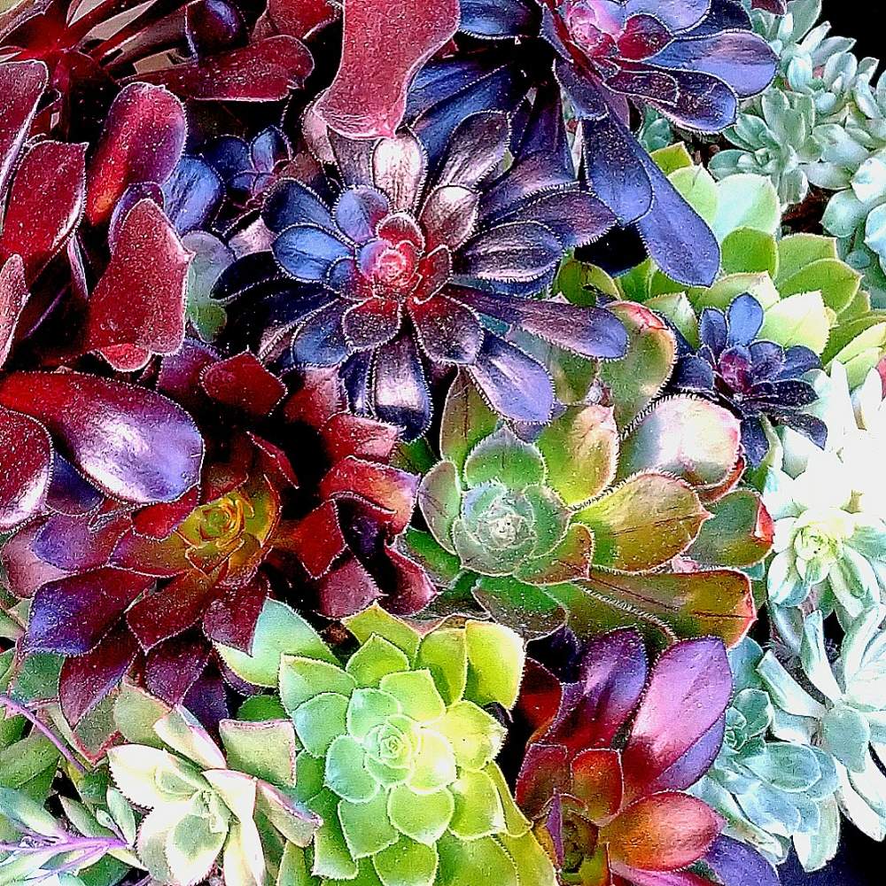 エントランスの画像 by neconiwaさん | エントランスとbotanicallifeと多肉植物と アオエニウム属と多肉植物のすてきアレンジと多肉のある暮らし