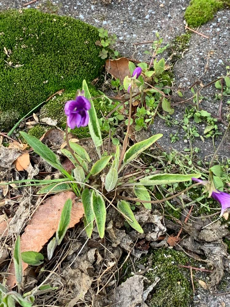 お出かけ先の画像 by 『薔薇の初心者教室』How to grow Organic Roseさん | お出かけ先と花のある暮らしとビオラ・パンジーとスミレ科とviola