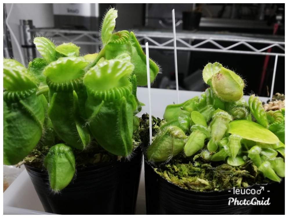 部屋の画像 by leuco♂さん | 部屋と食虫植物 セファロタスと観葉植物と食虫植物と珍奇植物とセファロタス属