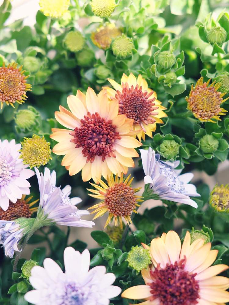 の画像 by Green Terraceさん | オステオスペルマム 八重咲き ダブルと入荷情報♪と新規入荷と季節の花とオススメとお知らせと花のある暮らしとお花屋さん