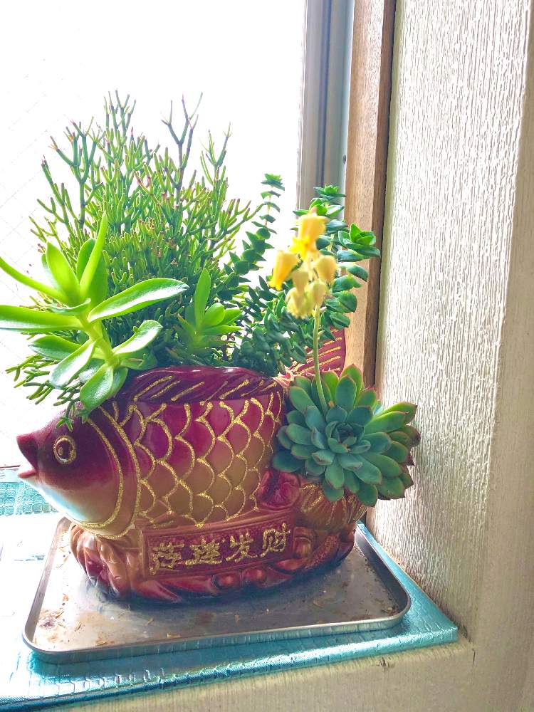 階段/廊下の画像 by 花ペチャさん | 階段/廊下とエケベリア属 プレリンゼとno flower no lifeと金魚♥️とno green no lifeとサボテンではない多肉と幸せの黄色いお花と花のある暮らしと陶器の金魚とGREEN UP!