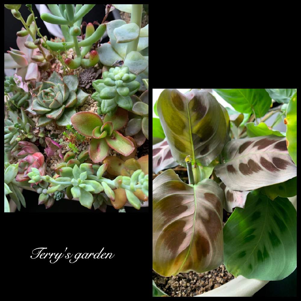 窓辺の画像 by TERRYさん | 窓辺と多肉植物と観葉植物と多肉植物寄せ植えと緑のある暮らしと多肉中毒❣️と多肉初心者