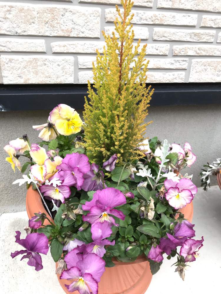 エクステリアの画像 by ららさん | エクステリアといつもありがとう♡と鉢植えの花と葉っぱのある暮らしと感謝と緑のある暮らしと冬のお楽しみ♪と花のある暮らしと被災地に癒しをとプランター植え