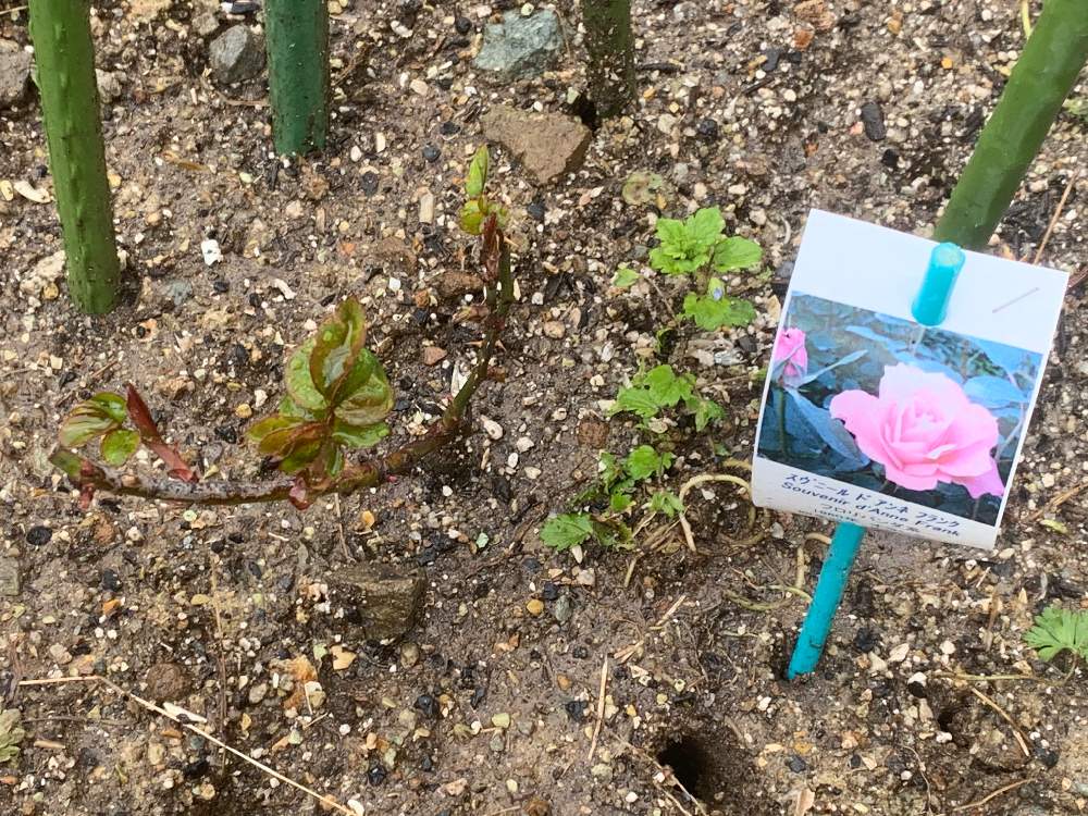 小さな庭の画像 by 『薔薇の初心者教室』How to grow Organic Roseさん | 小さな庭と花のある暮らしとスヴニール・ドゥ・アンネフランク(アンネのバラ)とWABARA