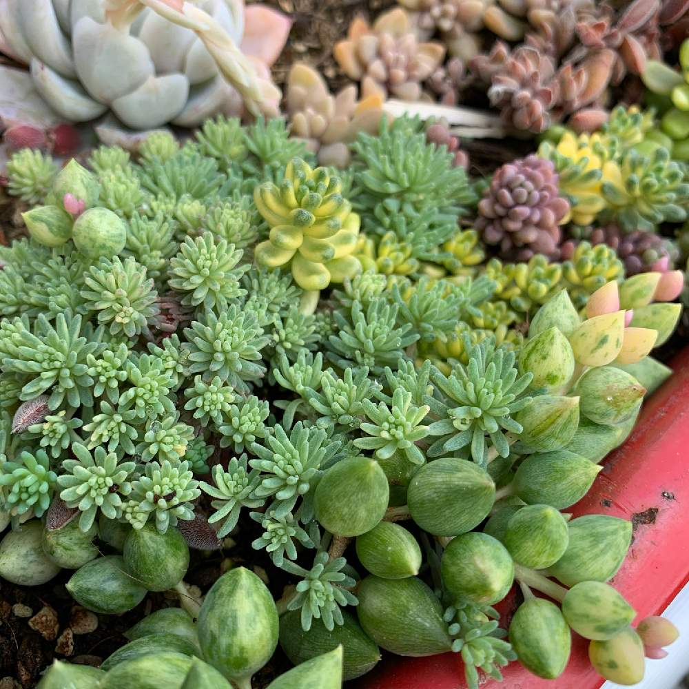 の画像 by BABBI(バビ)さん | 岐阜タニラーとセダム属と多肉植物とセダム大好きと岐阜県と可愛い多肉ちゃん❤︎と多肉女子と素敵な出会いに感謝と可愛いとつながりとかわいいな♡と多肉多肉多肉多肉多肉‼とたにおたくらぶと多肉寄せ植え
