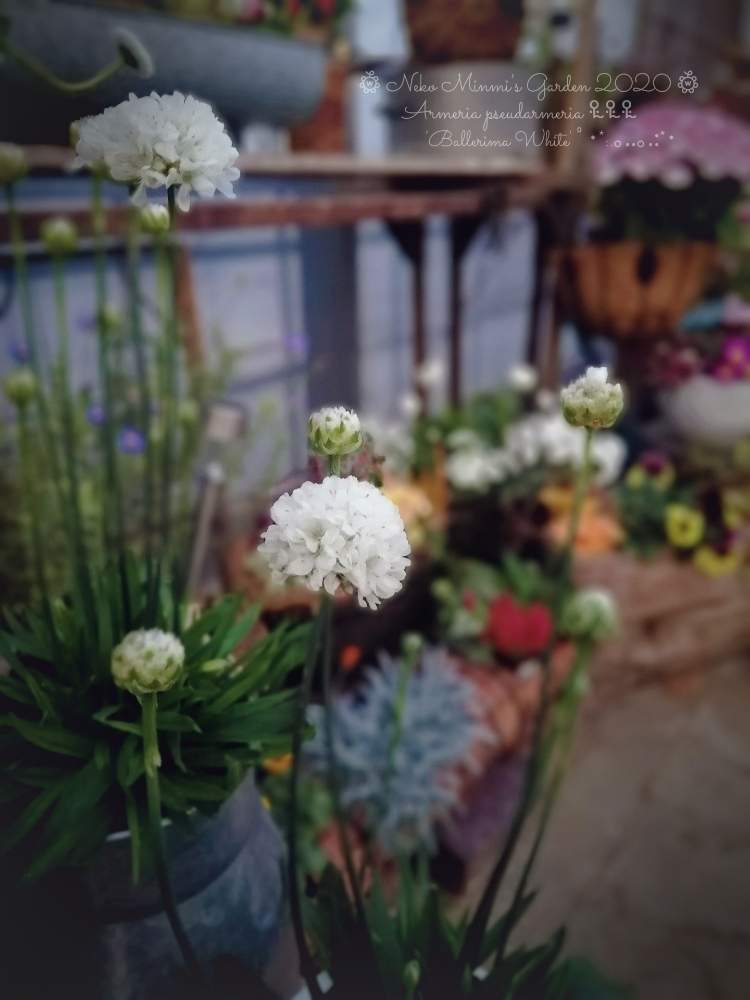 の画像 by 猫みんみさん | アルメリア バレリーナと丸いのが好きとみどりのある暮らしと植物のある暮らしとビニールハウスとガーデニング初心者と可愛いと花のある暮らしとかわいいと雨の日