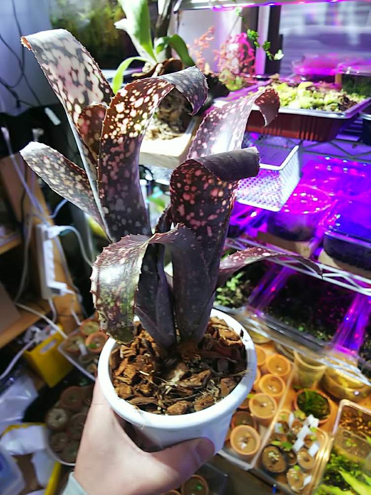 部屋の画像 by ましゅさん | 部屋とビザールプランツとビルベルギア属とかわった植物とブロメリア属
