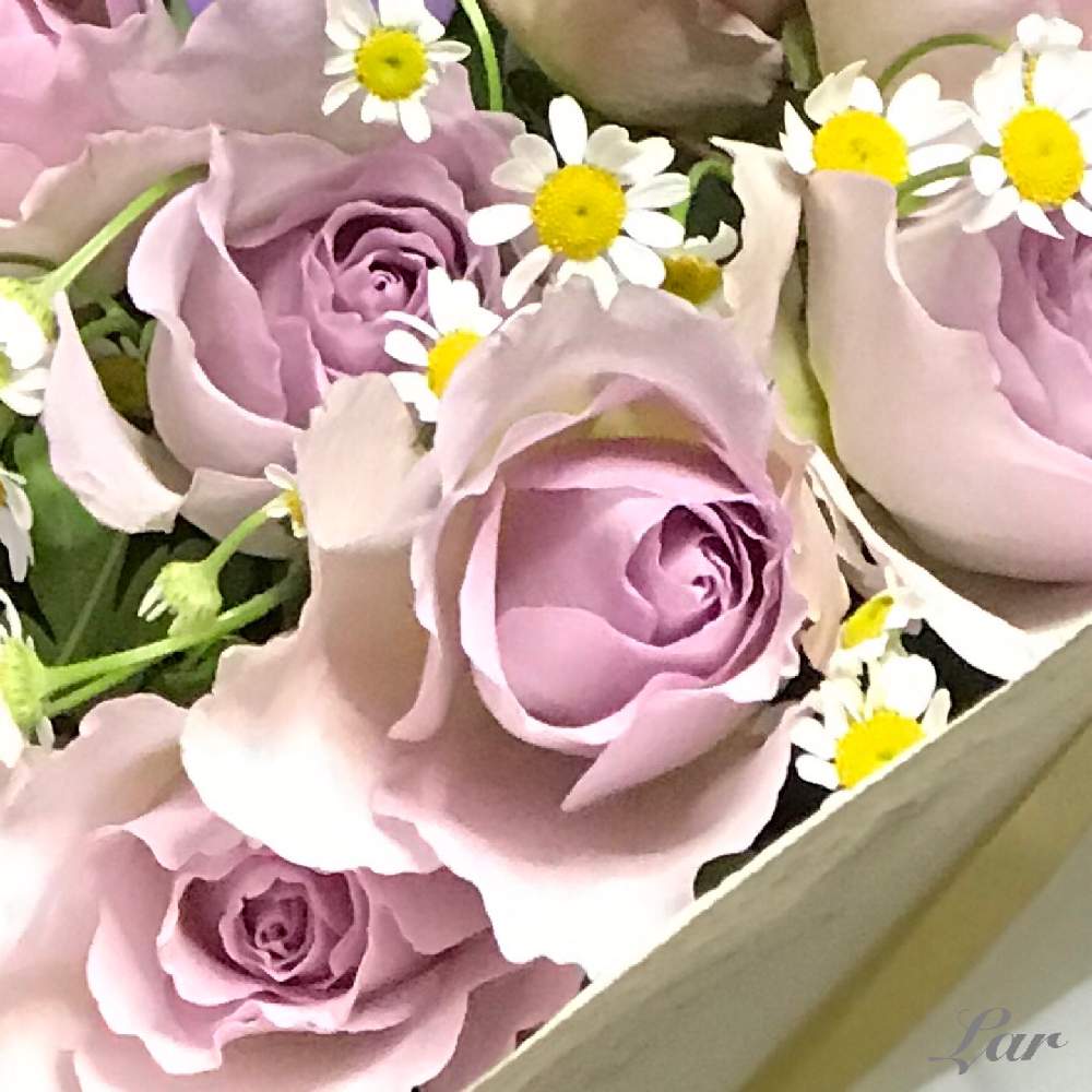 玄関の画像 by ラルさん | 玄関と薔薇(フォルム)とおうちフラワーフォトコンテストと花のある暮らしと植中毒とバラ・ミニバラとばら バラ 薔薇とWEEKEND FLOWERとこういう時こそお花を飾ろうと花いっぱいプロジェクトとおうち園芸
