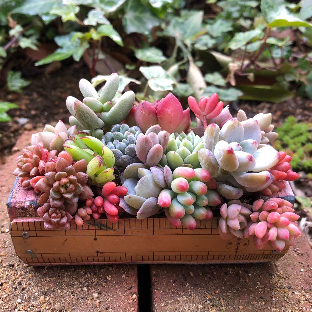 小さな庭の画像 by Yuuuuun.さん | 小さな庭と多肉植物の寄植えと多肉植物と植物のある暮らしと寄せ植えと紅葉する多肉と多肉植物のすてきアレンジと工場のおじいさんシリーズとトットシーンズさん