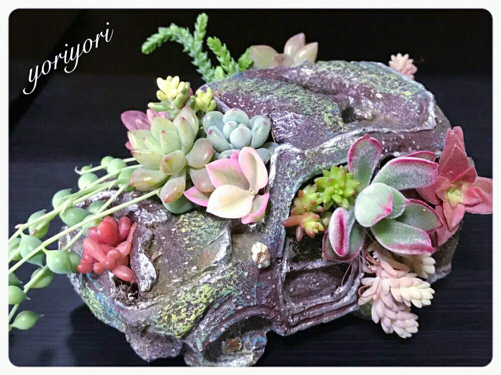部屋の画像 by yoriyoriさん | 部屋と多肉色々とボチボチ頑張ろと自己満足♡とお疲れ様です♡と今日もありがとうと今週もヨロシク♥️と感謝の気持ち♬とHTC No.51と今日も笑顔でとひやみかち首里城!と多肉女子と花の16年組♡と良い週末を♪とチーム福岡