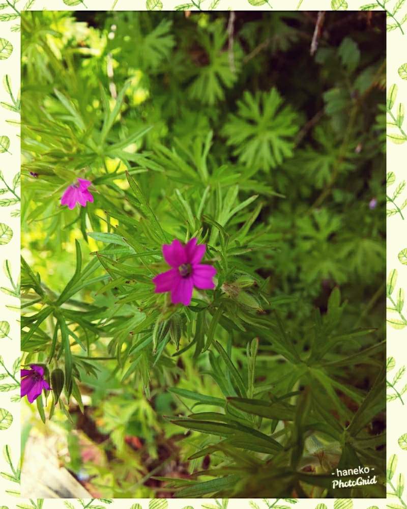 お出かけ先の画像 by はねこさん | お出かけ先とオトメフウロと花のある暮らしとピンクのお花とお散歩にてと可愛いらしいお花