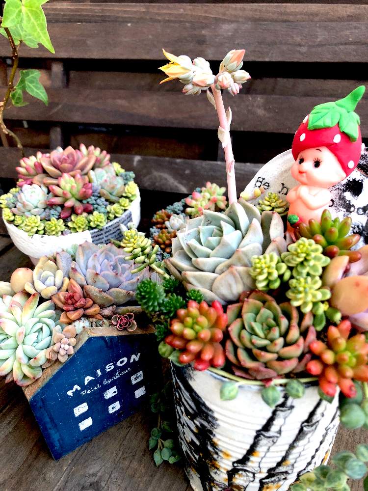 バルコニー/ベランダの画像 by くるとん**さん | バルコニー/ベランダと白牡丹と多肉植物とたにおたくらぶNo.147とヒヤミカチ首里城!と多肉の寄せ植えと神奈川タニラーとno green no lifeと緑のある暮らしとほーちゃんQPと多肉ラボ©とエケベリア属と毎月15日はいちごの日と花のある暮らしとたにおたくらぶと繋がりに感謝✨